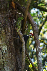 Pileated woodpecker (Dryocopus pileatus)