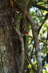 Pileated woodpecker (Dryocopus pileatus)