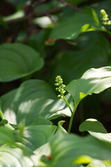 Obraz premium False Lily of the Valley (maianthemum dilatatum)