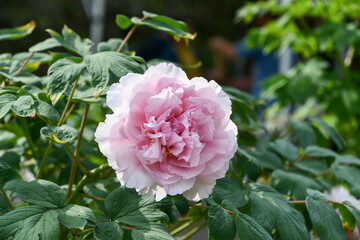 ボタン「桃源郷」