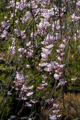 渓石園の枝垂れ桜