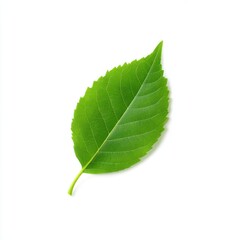 Single green leaf isolated on white background