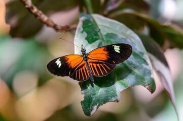 Heliconius melpomene aglaope or Postman Butterfly at Meijer Botanical Gardens, in Grand Rapids, Michigan.