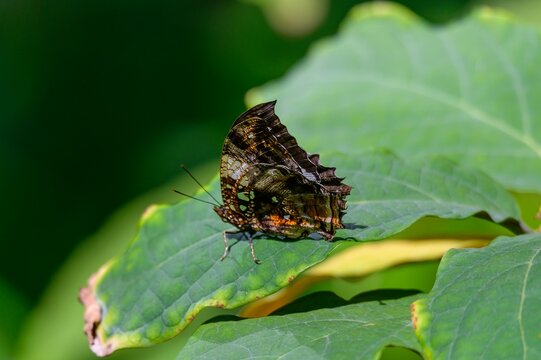 A silver studded leafwing butterfly at the Meijer Botanical Gardens in Grand Rapids, Michigan.