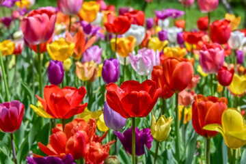 Obraz premium 美しいチューリップの花