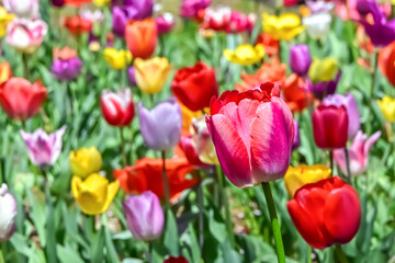 美しいチューリップの花