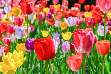 美しいチューリップの花