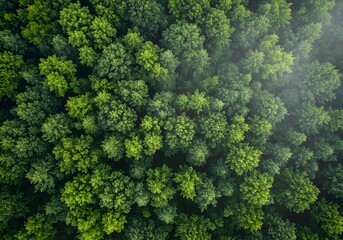 Naklejka premium Aerial View of Lush Green Forest Canopy Nature, Trees, Woods, Ecosystem, Biodiversity.