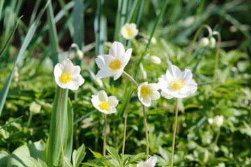 beautiful anemone flowers close up

