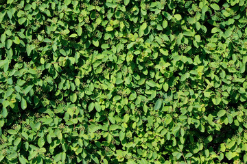 natural background fresh green leaves


