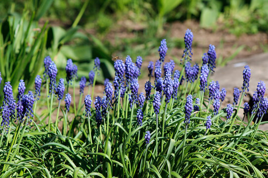 muscari flowers in the garden

