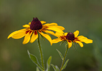 two colorful daisy like flowers in meadow