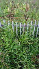 Green grass with old wooden fence with dry plants in the background
