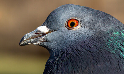 close up of pigeon head