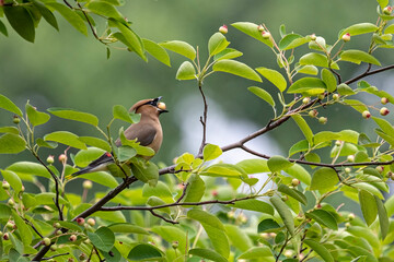 cedar waxwing catching a berry in. mid air in a crabapple tree