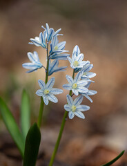 striped blue squill plant with leaves on a soft brown background