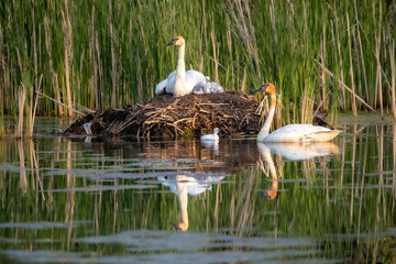 trumpeter swan on nest with babies and both adults © Joni Welda  
