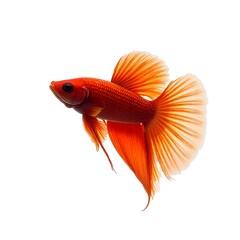 A bright orange goldfish swimming alone on a white background