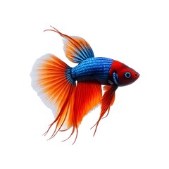 Fototapeta premium A bright orange goldfish swimming alone on a white background