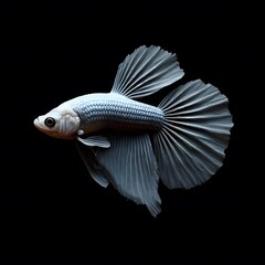 Siamese fighting fish and goldfish swimming isolated on black background