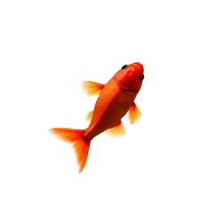 A bright orange goldfish swimming alone on a white background