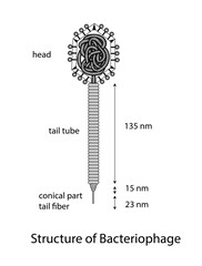 Bacteriophage