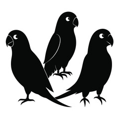 Conure birds set isolated shilhotee vector on white background