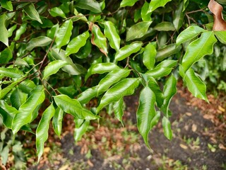 young agarwood leaves in the morning