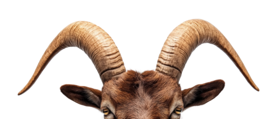 Majestic ram with impressive curved horns.