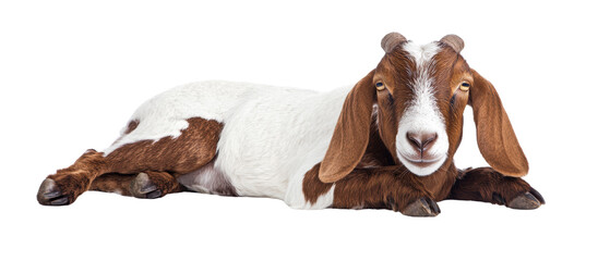 A relaxed goat resting in a tranquil setting.