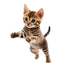 Obraz premium Playful kitten jumping in excitement.