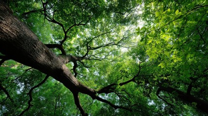 Fototapeta premium Illuminated tree canopy forest realistic photograph natural environment underneath view glowing concept