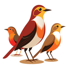 Thrush birds set isolated shilhotee vector on white background