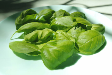 Fresh basil leaves. Ingredient for preparation Greek salad or Caprese Salad. Recipe with vegetarian...