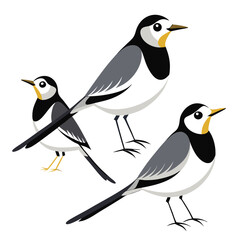 Wagtail birds set isolated shilhotee vector on white background
