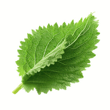 Single Perilla Leaf on Yellow Background