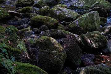 屋久島の苔がびっしり生えている岩