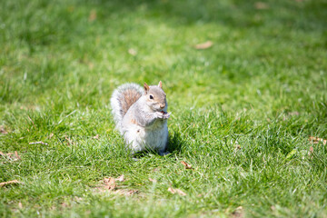 A female squirrel eating nuts in Central Park, Manhattan.