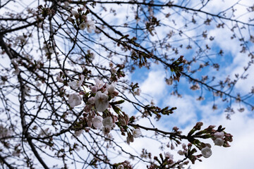 日本で春に咲いている桜の花