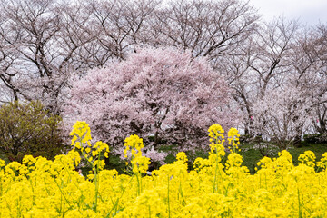 日本で春に咲いている桜の花