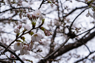 日本で春に咲いている桜の花