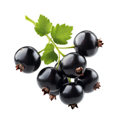 Blackcurrants on the branch fresh fruit delicious healthy
