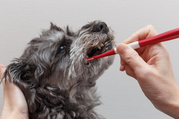 犬の歯磨きをする女性の手元