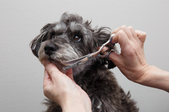 犬をトリミングする女性の手元
