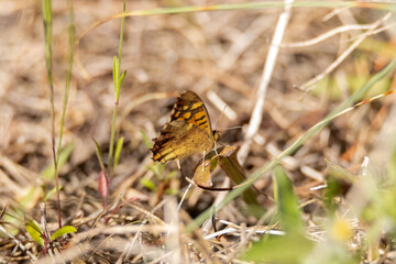 Posada en una planta una Mariposa Pararge aegeria