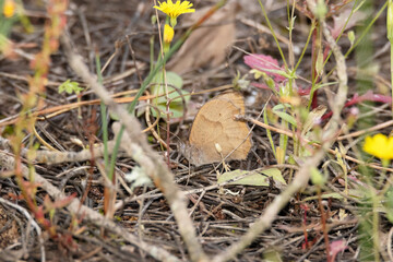 Mariposa Maniola jurtina camuflada en el pastizal