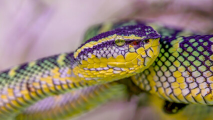 close shot of a wagler's pit viper in a tree at bukit lawang