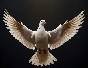 Human rights symbol in the form of a dove. Copy space image.  A close-up of a white dove on black.