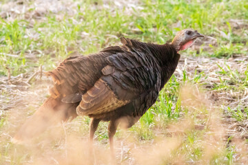 turkey in the field