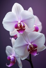 orquídeas